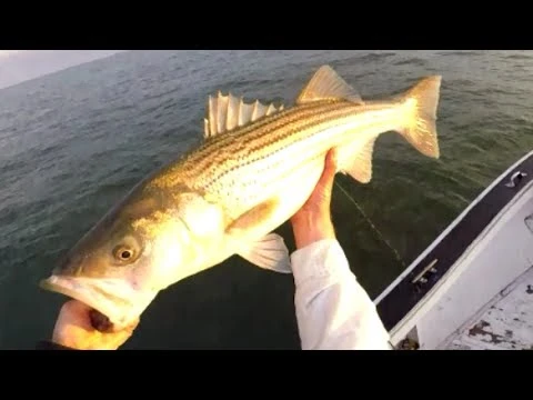 Tsunami Trophy Slow Pitch Jigging Casting Rods - Image 3